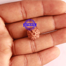 Load image into Gallery viewer, 11 Mukhi Indonesian Rudraksha - Bead No. 220
