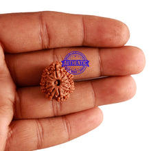 Load image into Gallery viewer, 11 Mukhi Nepalese Rudraksha - Bead No. 221
