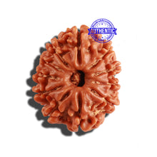 Load image into Gallery viewer, 11 Mukhi Nepalese Rudraksha - Bead No. 221
