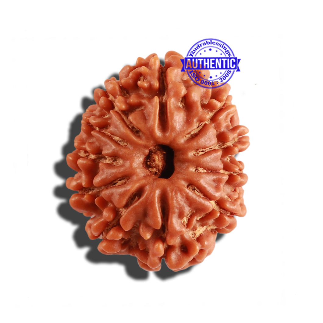 11 Mukhi Nepalese Rudraksha - Bead No. 221