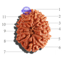 Load image into Gallery viewer, 11 Mukhi Nepalese Rudraksha - Bead No. 221
