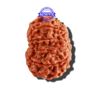 11 Mukhi Nepalese Rudraksha - Bead No. 221