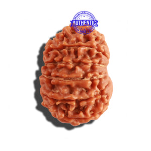 11 Mukhi Nepalese Rudraksha - Bead No. 221