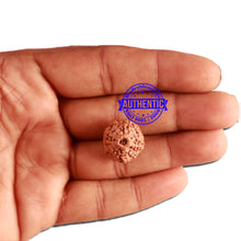 Load image into Gallery viewer, 11 Mukhi Indonesian Rudraksha - Bead No. 225
