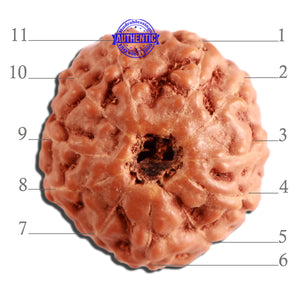 11 Mukhi Indonesian Rudraksha - Bead No. 225