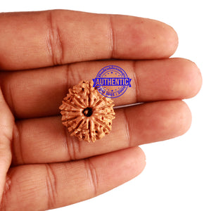 11 Mukhi Nepalese Rudraksha - Bead No. 226