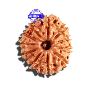 11 Mukhi Nepalese Rudraksha - Bead No. 226