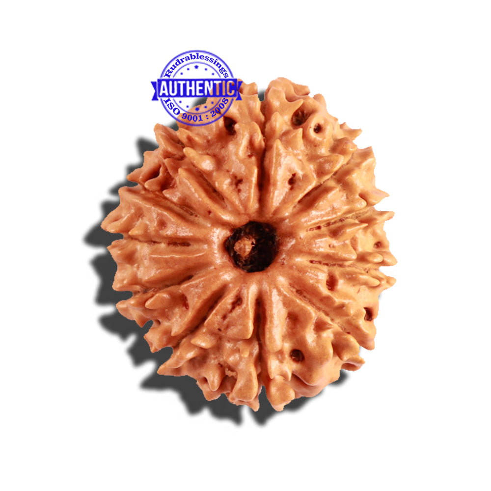 11 Mukhi Nepalese Rudraksha - Bead No. 226