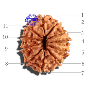 11 Mukhi Nepalese Rudraksha - Bead No. 226