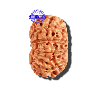 11 Mukhi Nepalese Rudraksha - Bead No. 226