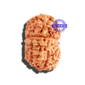 11 Mukhi Nepalese Rudraksha - Bead No. 226