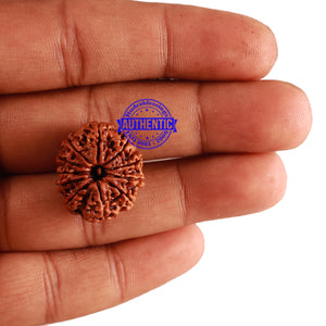 11 Mukhi Nepalese Rudraksha - Bead No. 227