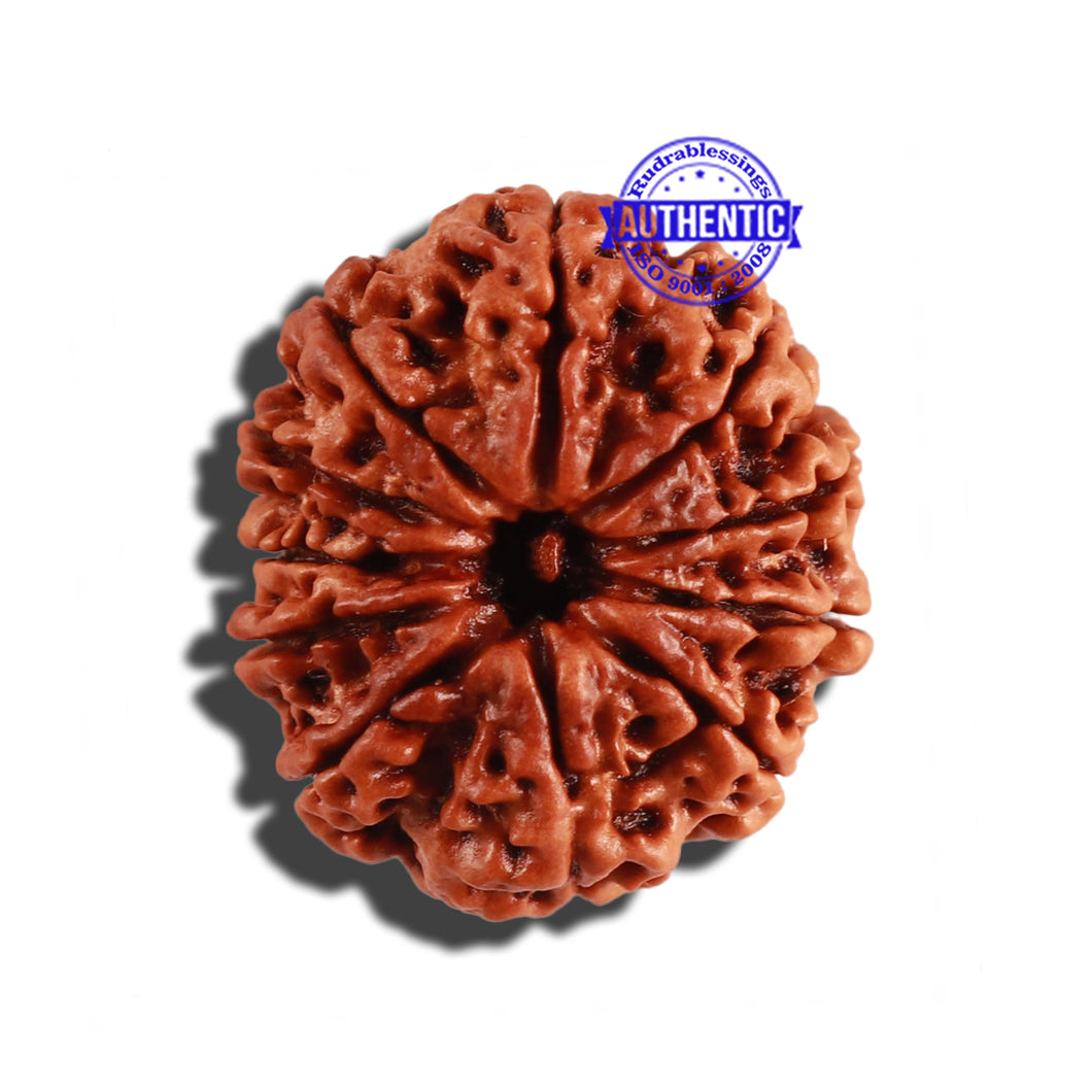 11 Mukhi Nepalese Rudraksha - Bead No. 227