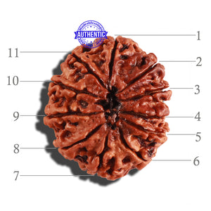 11 Mukhi Nepalese Rudraksha - Bead No. 227