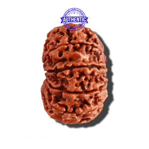 11 Mukhi Nepalese Rudraksha - Bead No. 227