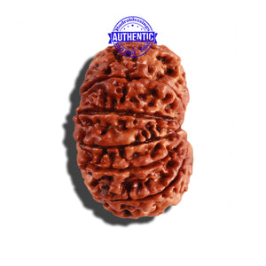 11 Mukhi Nepalese Rudraksha - Bead No. 227