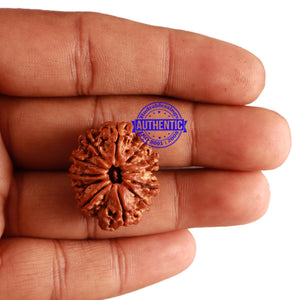 11 Mukhi Nepalese Rudraksha - Bead No. 229