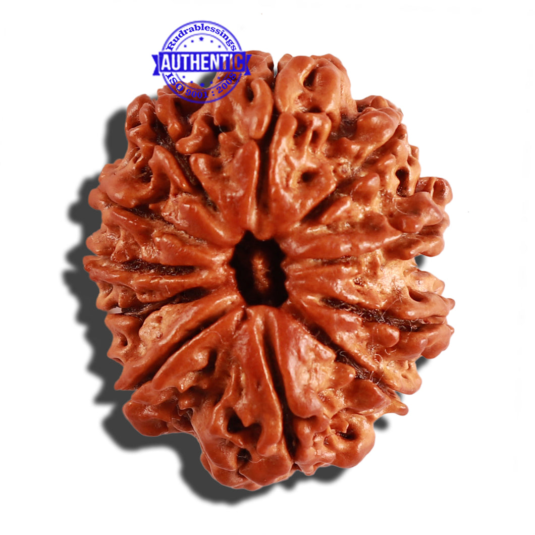 11 Mukhi Nepalese Rudraksha - Bead No. 229