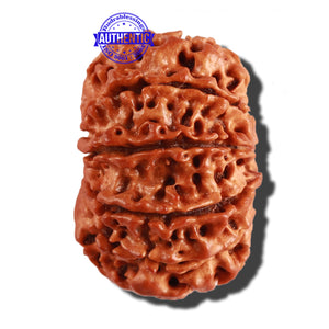 11 Mukhi Nepalese Rudraksha - Bead No. 229