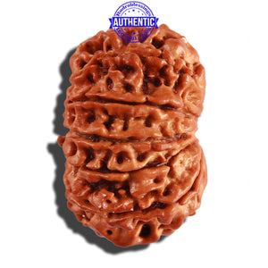 11 Mukhi Nepalese Rudraksha - Bead No. 229