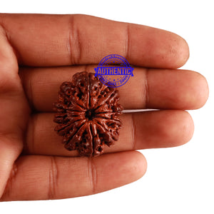 11 Mukhi Nepalese Rudraksha - Bead No. 233