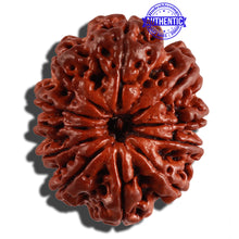 Load image into Gallery viewer, 11 Mukhi Nepalese Rudraksha - Bead No. 233
