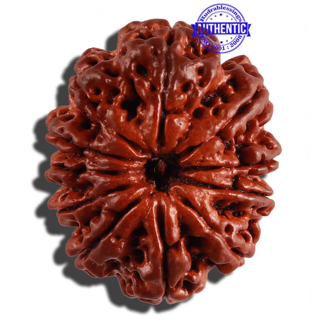 11 Mukhi Nepalese Rudraksha - Bead No. 233