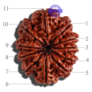 11 Mukhi Nepalese Rudraksha - Bead No. 233