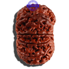 Load image into Gallery viewer, 11 Mukhi Nepalese Rudraksha - Bead No. 233
