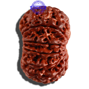 11 Mukhi Nepalese Rudraksha - Bead No. 233