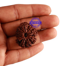 Load image into Gallery viewer, 11 Mukhi Nepalese Rudraksha - Bead No. 234
