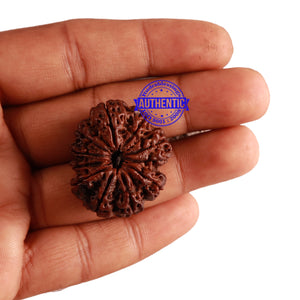 11 Mukhi Nepalese Rudraksha - Bead No. 234