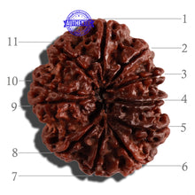 Load image into Gallery viewer, 11 Mukhi Nepalese Rudraksha - Bead No. 234
