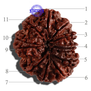 11 Mukhi Nepalese Rudraksha - Bead No. 234