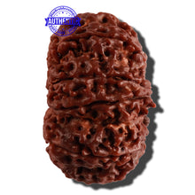 Load image into Gallery viewer, 11 Mukhi Nepalese Rudraksha - Bead No. 234
