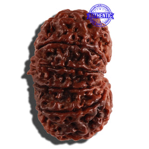 11 Mukhi Nepalese Rudraksha - Bead No. 234