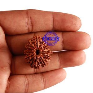 11 Mukhi Nepalese Ganesha Rudraksha - Bead No. 235