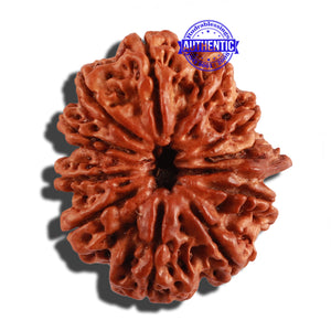 11 Mukhi Nepalese Ganesha Rudraksha - Bead No. 235