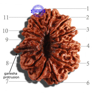 11 Mukhi Nepalese Ganesha Rudraksha - Bead No. 235