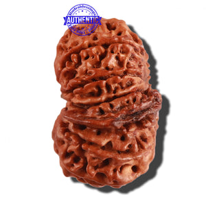 11 Mukhi Nepalese Ganesha Rudraksha - Bead No. 235