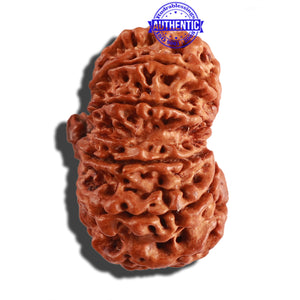 11 Mukhi Nepalese Ganesha Rudraksha - Bead No. 235