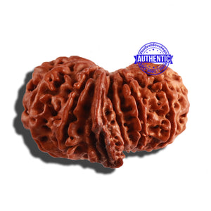 11 Mukhi Nepalese Ganesha Rudraksha - Bead No. 235