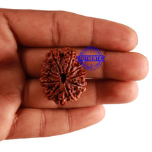 Load image into Gallery viewer, 11 Mukhi Nepalese Ganesha Rudraksha - Bead No. 236
