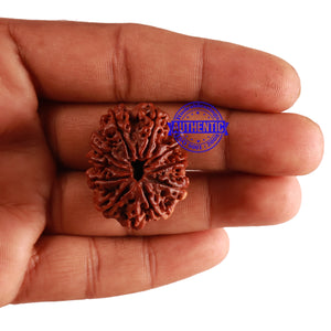 11 Mukhi Nepalese Ganesha Rudraksha - Bead No. 236