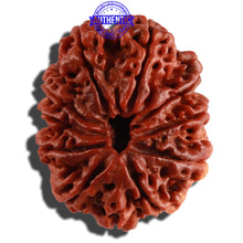 Load image into Gallery viewer, 11 Mukhi Nepalese Ganesha Rudraksha - Bead No. 236
