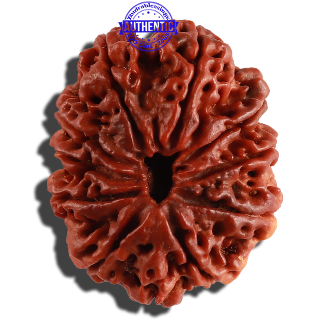 11 Mukhi Nepalese Ganesha Rudraksha - Bead No. 236