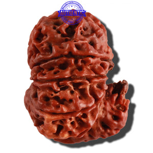 11 Mukhi Nepalese Ganesha Rudraksha - Bead No. 236