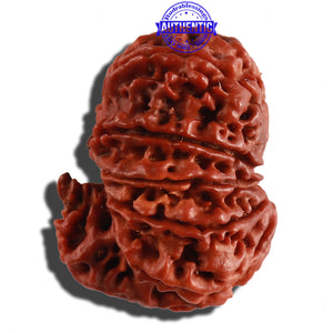 11 Mukhi Nepalese Ganesha Rudraksha - Bead No. 236