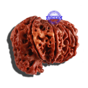 11 Mukhi Nepalese Ganesha Rudraksha - Bead No. 236