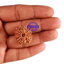 Load image into Gallery viewer, 11 Mukhi Nepalese Rudraksha - Bead No. 237
